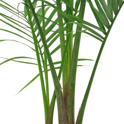 Costhtta Farms Majesty Palm Tree, Houseplant in Decor Planter
