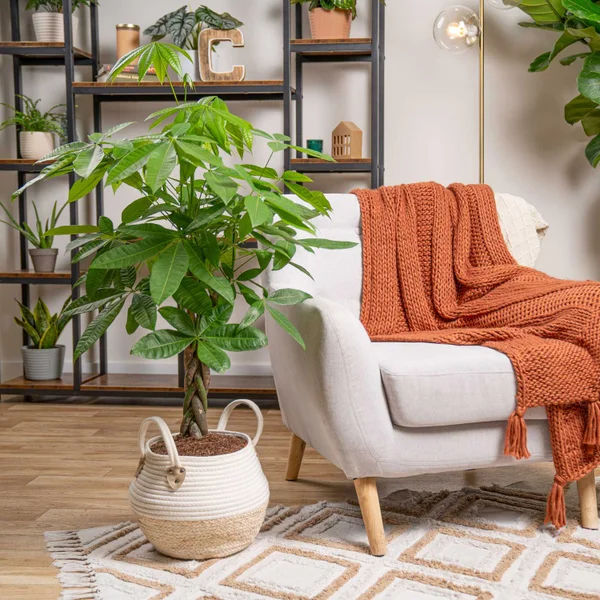 Costhtta Farms Money Tree, Houseplant in Decor Basket