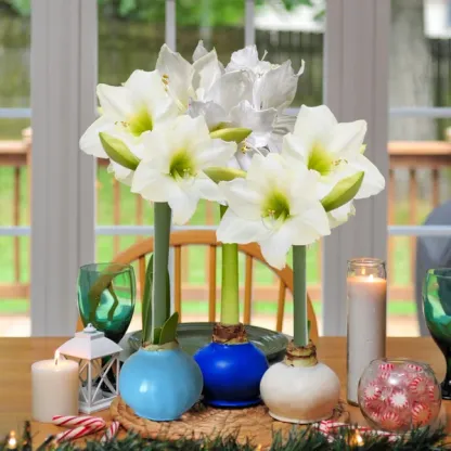 Bloomaker Waxed Amaryllis Bulbs, 3-count, Dark Blue, Light Blue and White (Winter), White Bloom