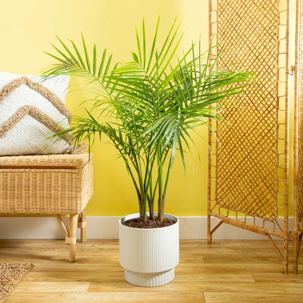 Costhtta Farms Majesty Palm Tree, Houseplant in Decor Planter