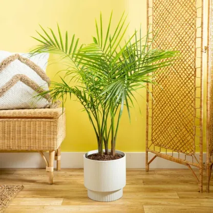 Costhtta Farms Majesty Palm Tree, Houseplant in Decor Planter
