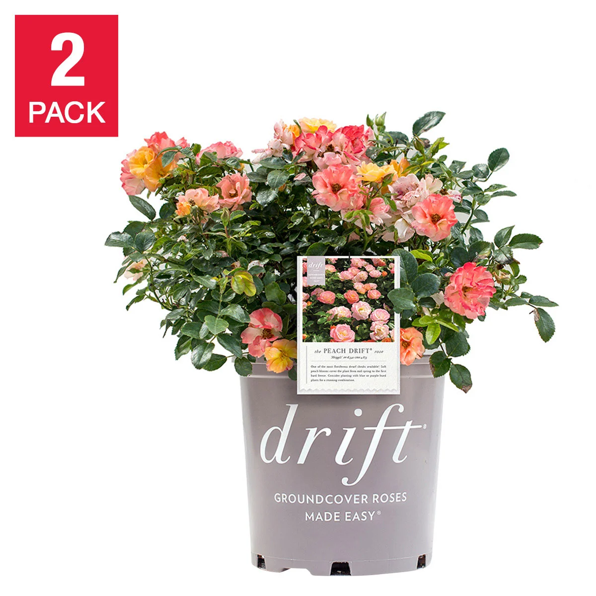 Drift Rose Bush 3 Gal., 2-pack