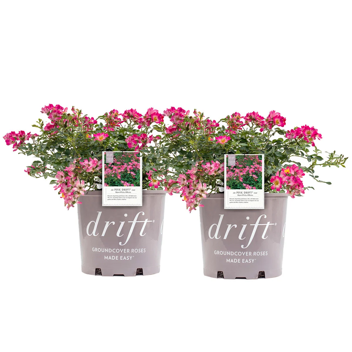 Drift Rose Bush 3 Gal., 2-pack