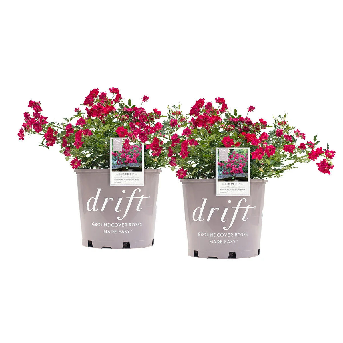 Drift Rose Bush 3 Gal., 2-pack