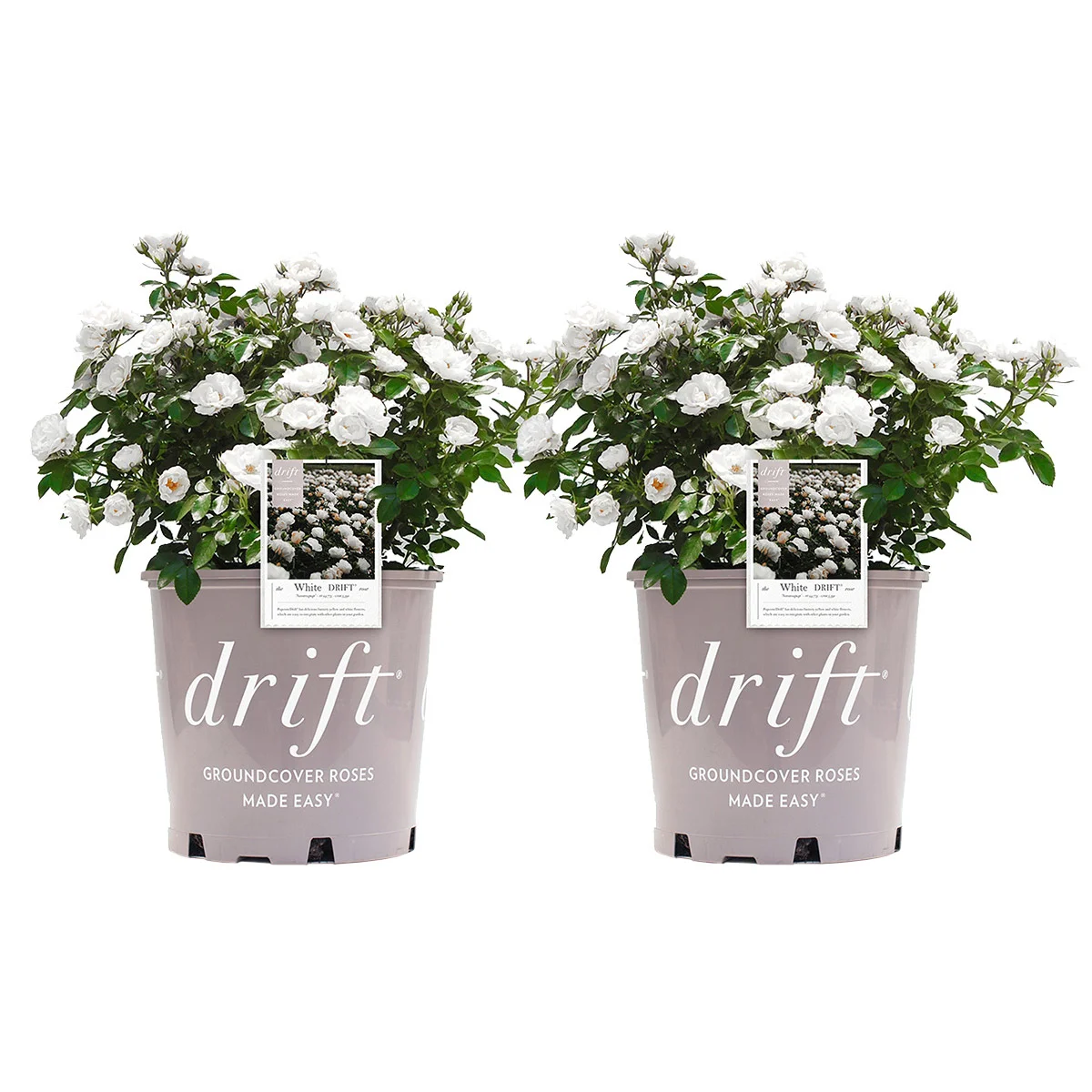 Drift Rose Bush 3 Gal., 2-pack