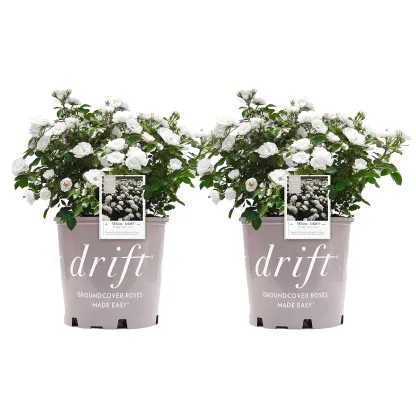 Drift Rose Bush 3 Gal., 2-pack