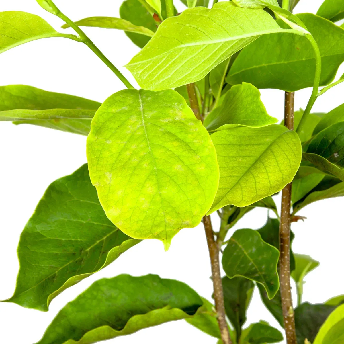 Magnolia Tree 3 Gallon, 2-pack