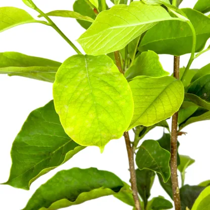 Magnolia Tree 3 Gallon, 2-pack