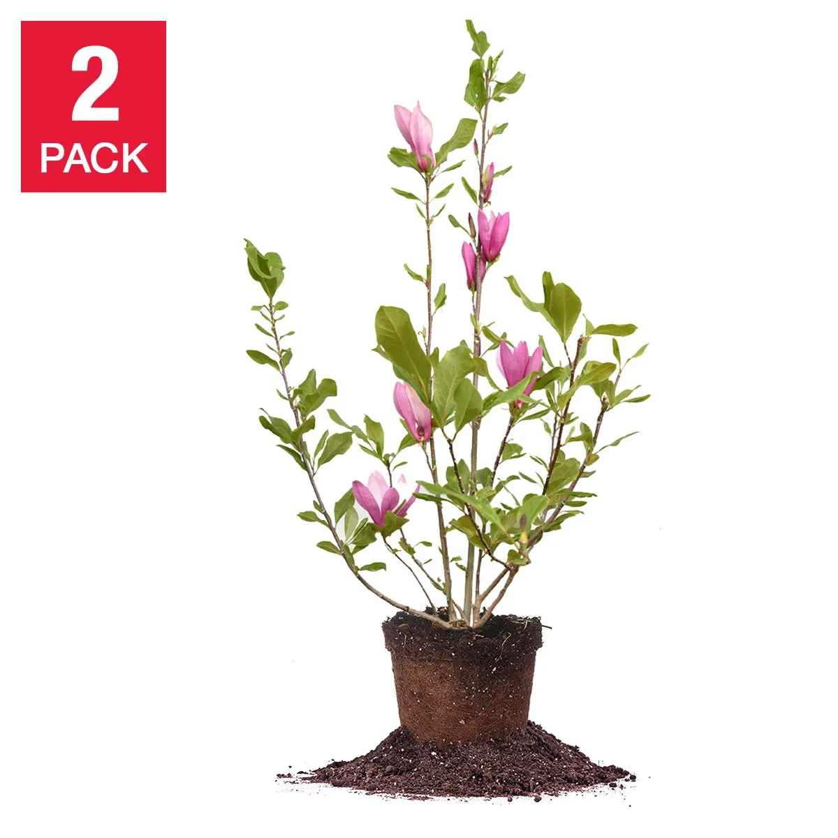 Magnolia Tree 3 Gallon, 2-pack