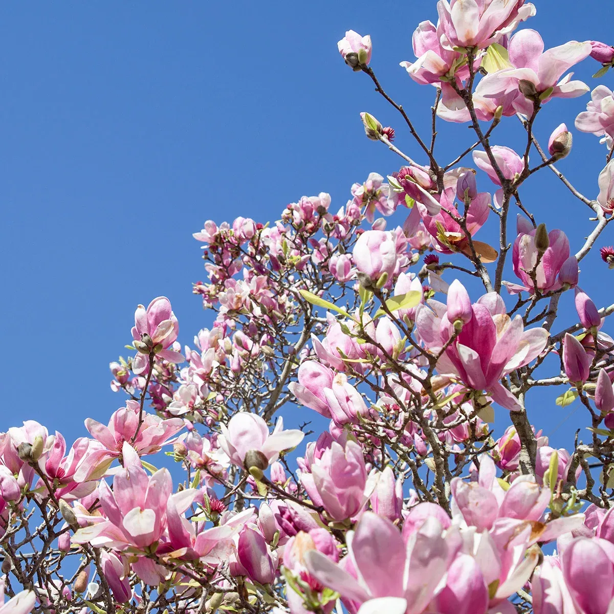 Magnolia Tree 3 Gallon, 2-pack