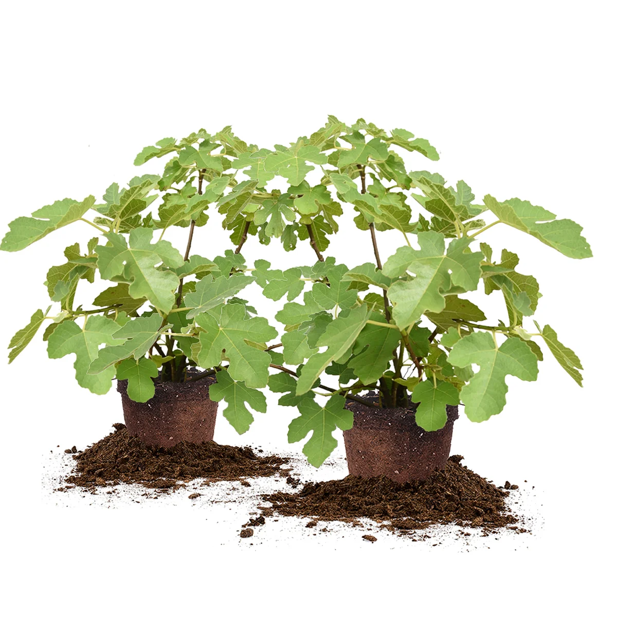 Chicago Hardy Fig, 3 Gallon, 2-pack