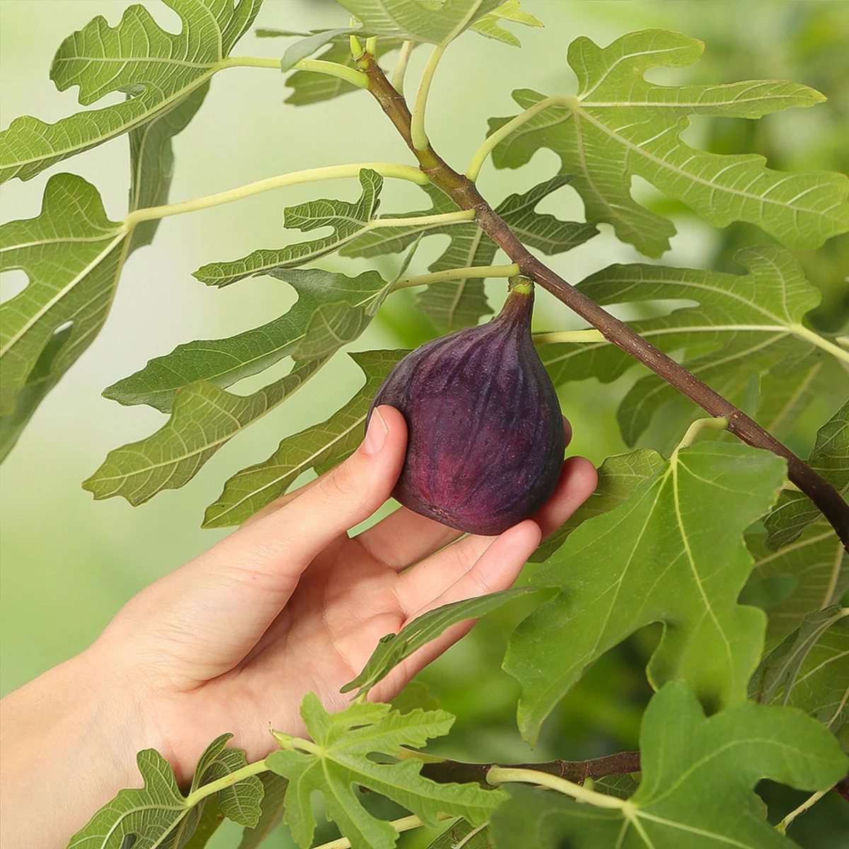 Chicago Hardy Fig, 3 Gallon, 2-pack