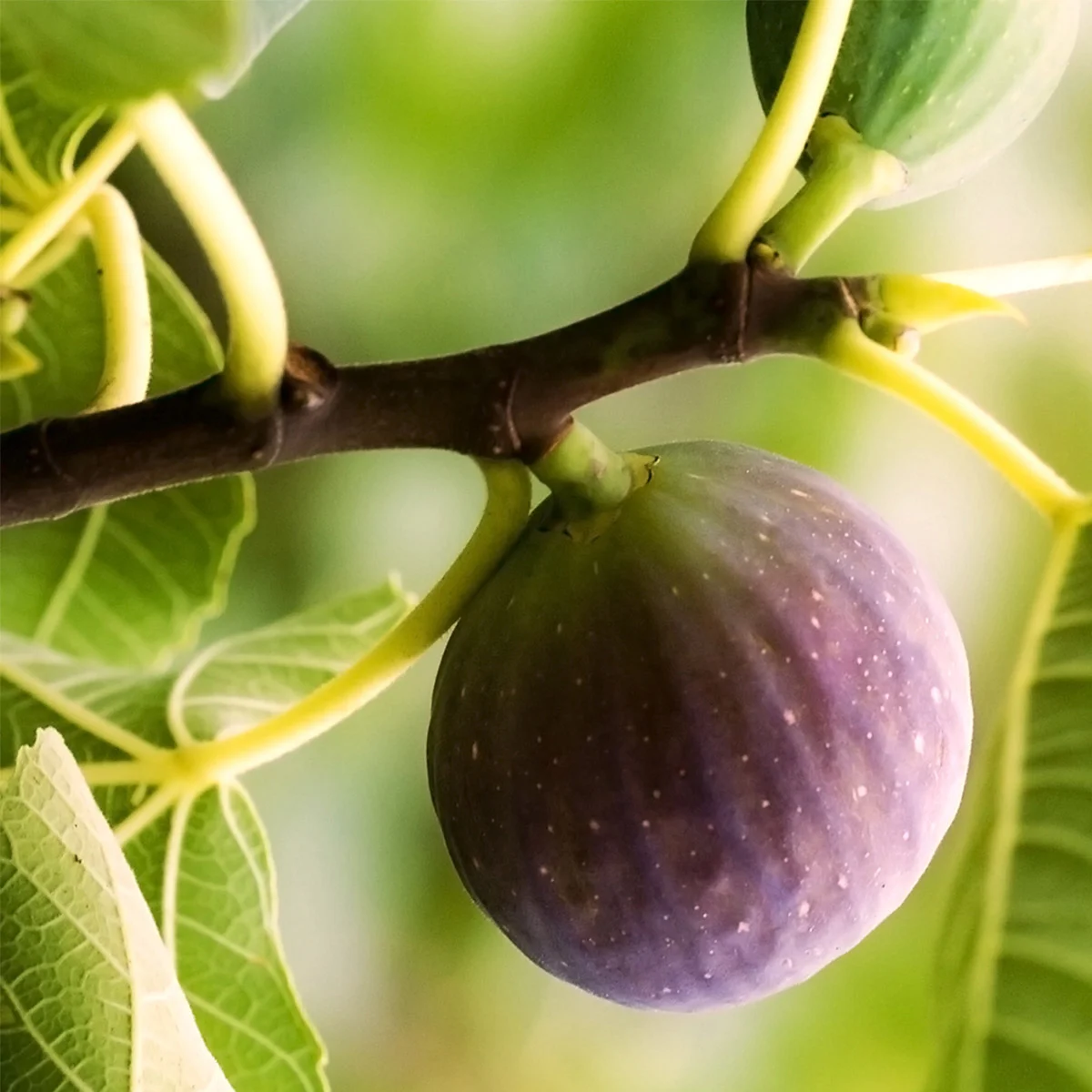 Chicago Hardy Fig, 3 Gallon, 2-pack