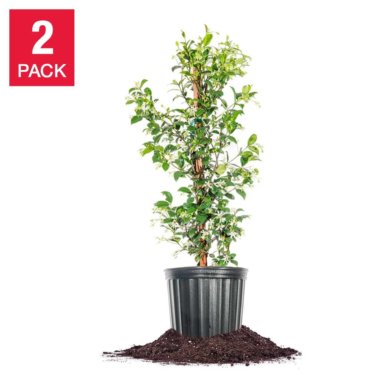Star Jasmine Flowering Plant 3-gallon, 2-pack
