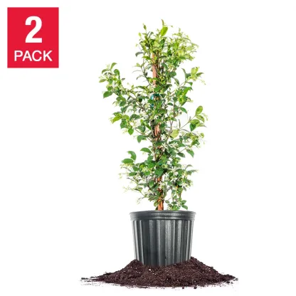 Star Jasmine Flowering Plant 3-gallon, 2-pack