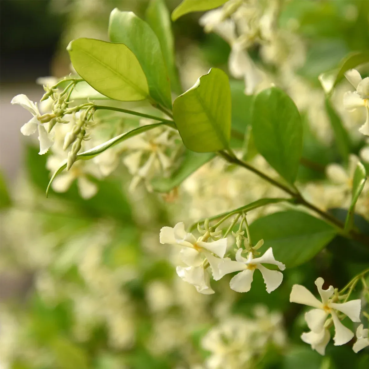 Star Jasmine Flowering Plant 3-gallon, 2-pack