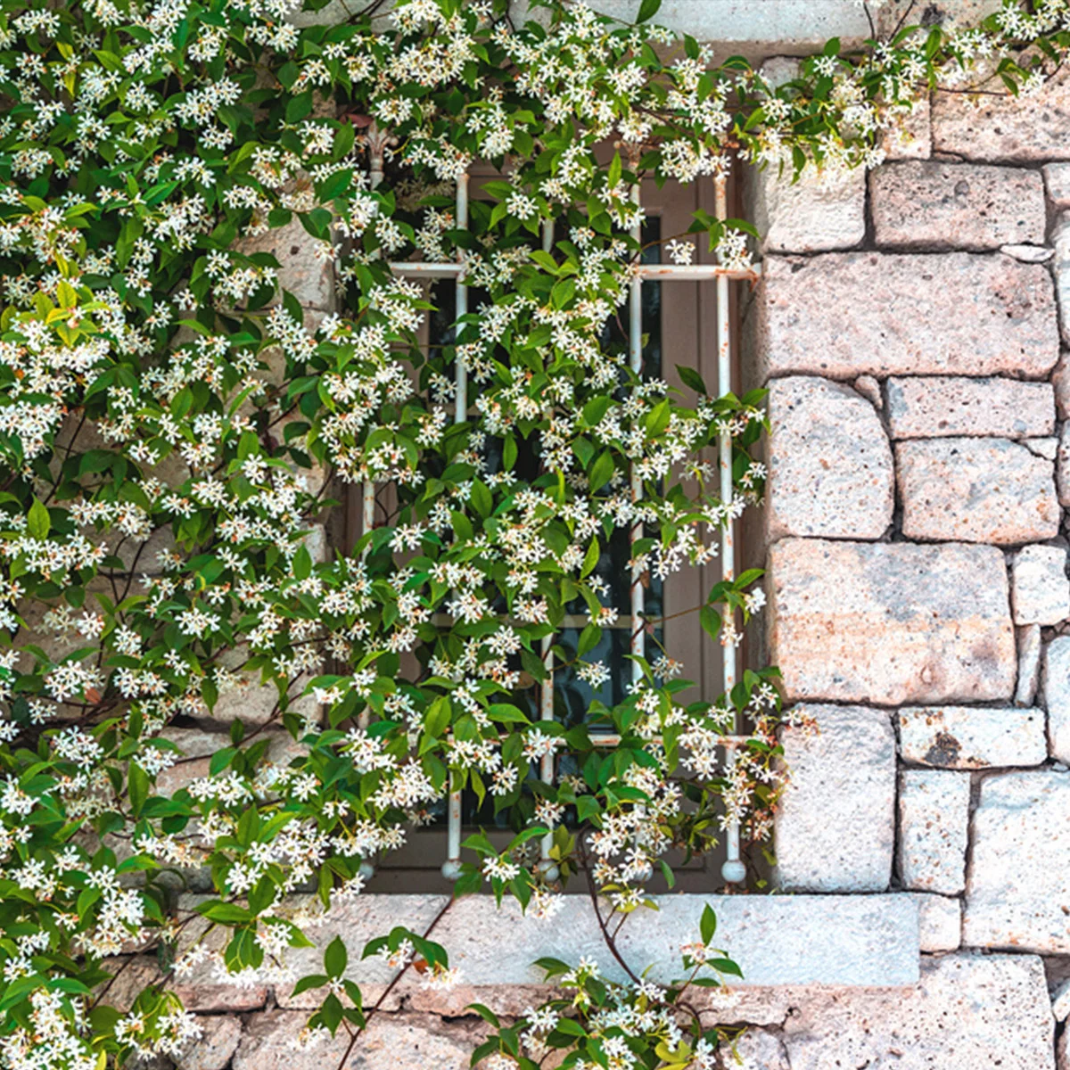 Star Jasmine Flowering Plant 3-gallon, 2-pack