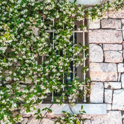 Star Jasmine Flowering Plant 3-gallon, 2-pack