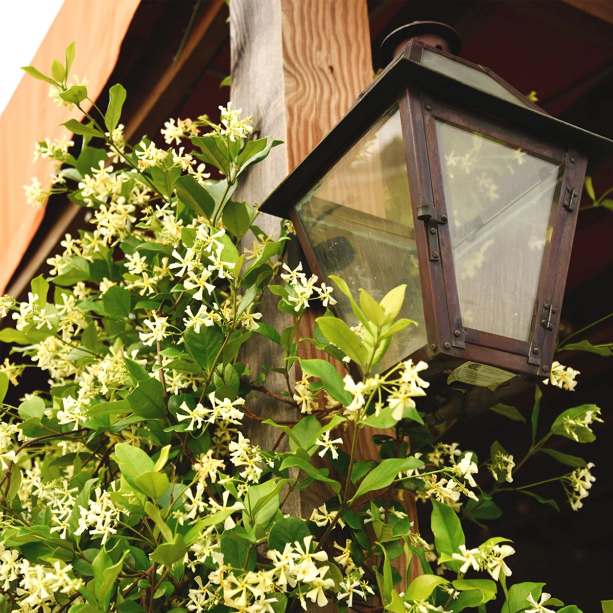 Star Jasmine Flowering Plant 3-gallon, 2-pack