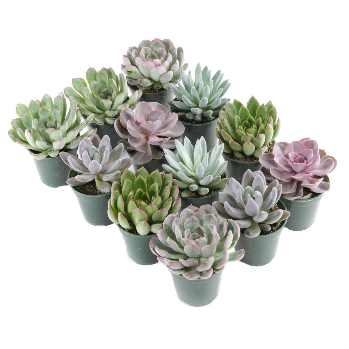 Succthtulent Assortment, 12-count
