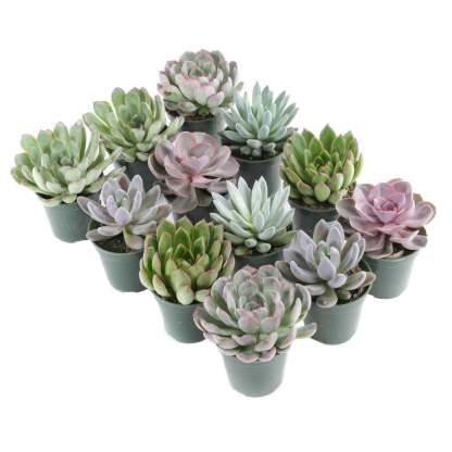 Succthtulent Assortment, 12-count