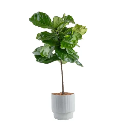 Cothtsta Farms Fiddle Leaf Fig Tree, Ficus Lyrata, Houseplant in Decor Planter