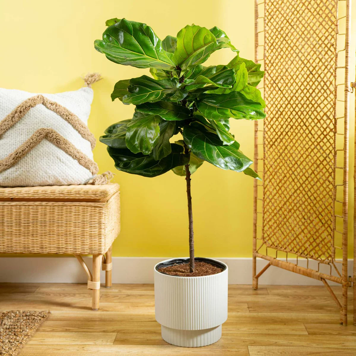 Cothtsta Farms Fiddle Leaf Fig Tree, Ficus Lyrata, Houseplant in Decor Planter