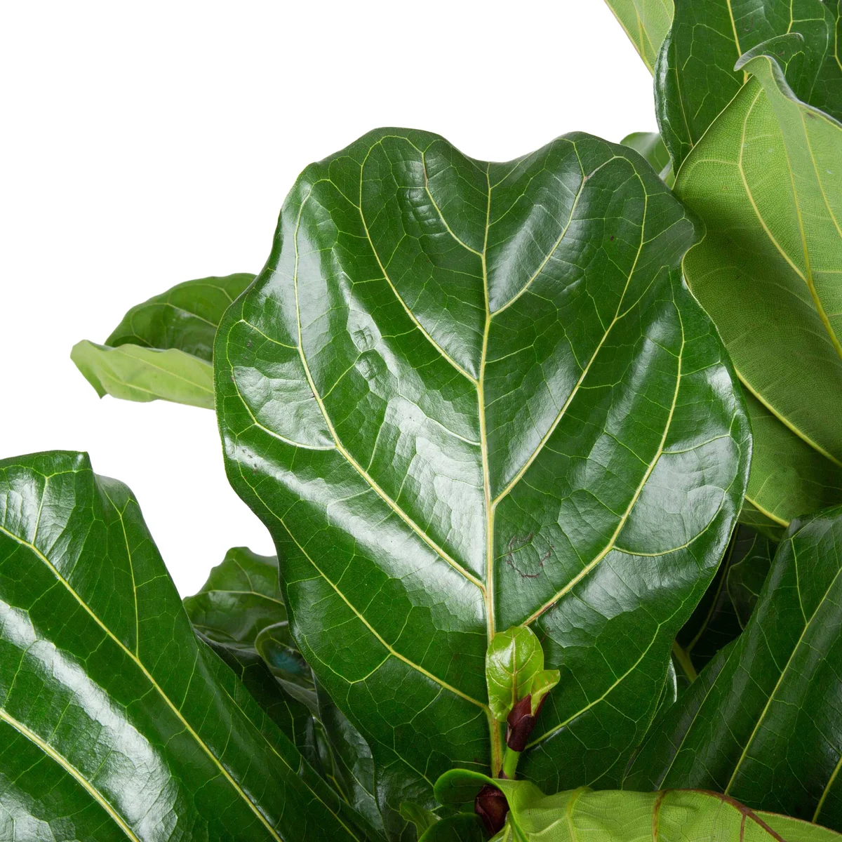 Cothtsta Farms Fiddle Leaf Fig Tree, Ficus Lyrata, Houseplant in Decor Planter