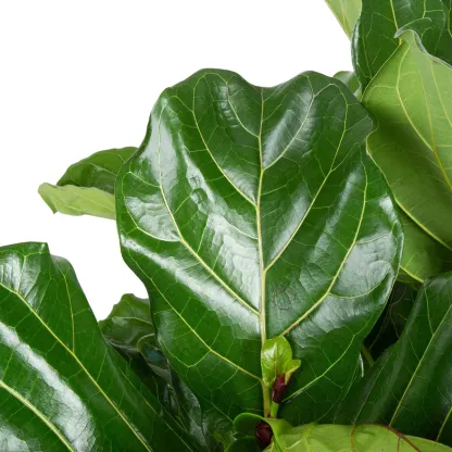 Cothtsta Farms Fiddle Leaf Fig Tree, Ficus Lyrata, Houseplant in Decor Planter