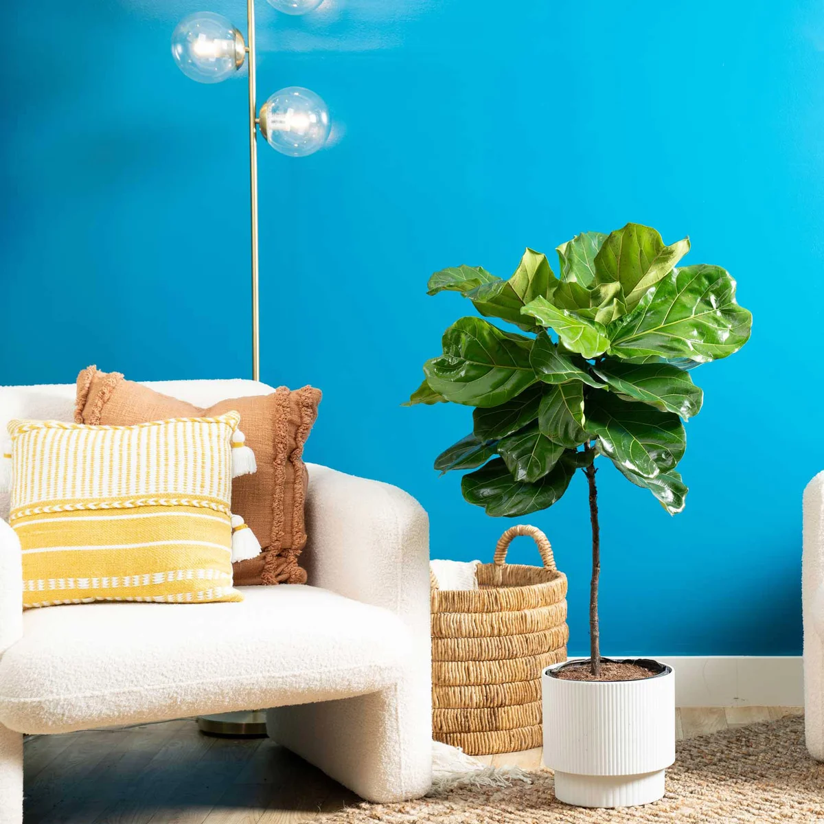 Cothtsta Farms Fiddle Leaf Fig Tree, Ficus Lyrata, Houseplant in Decor Planter