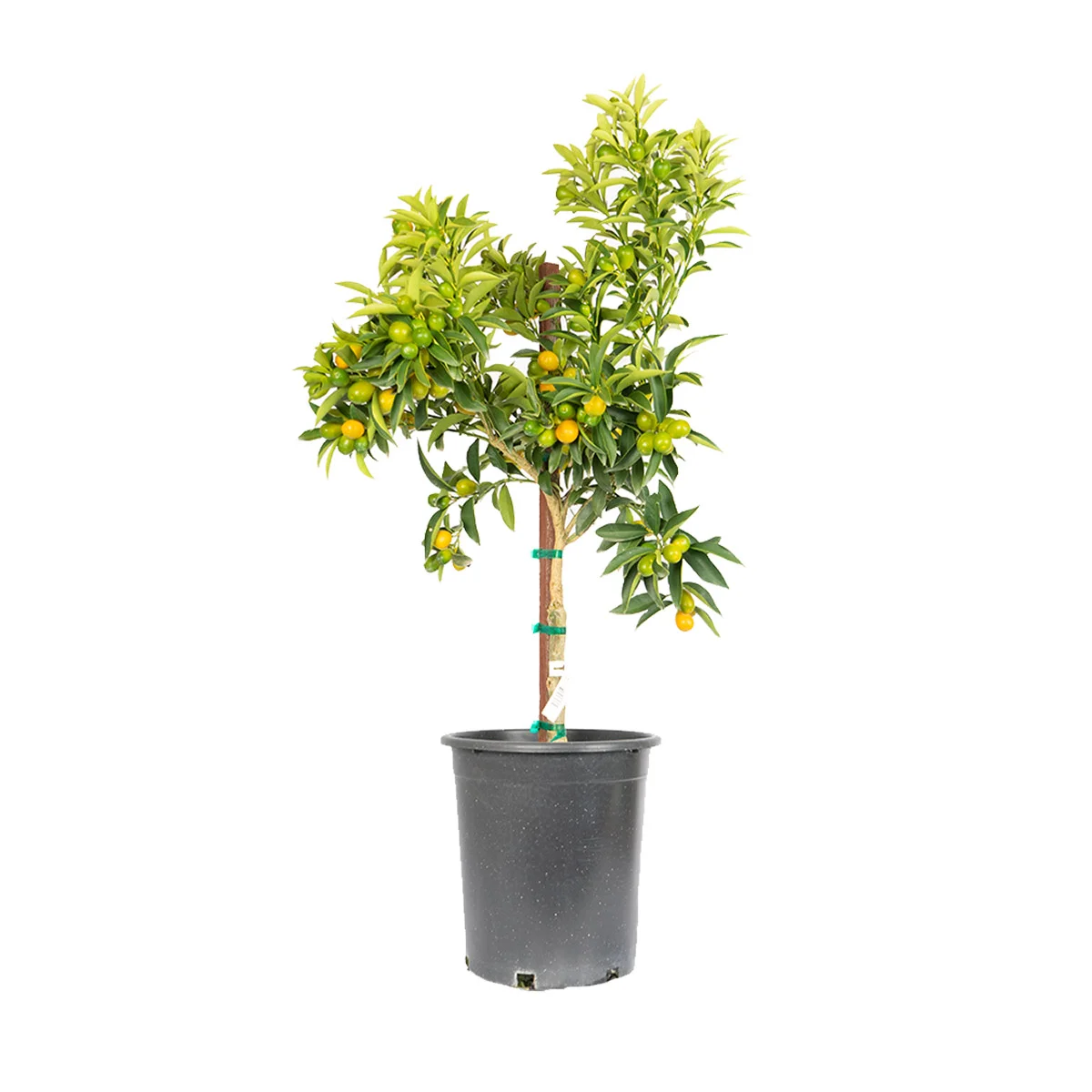  Kumthtquat Nagami Tree