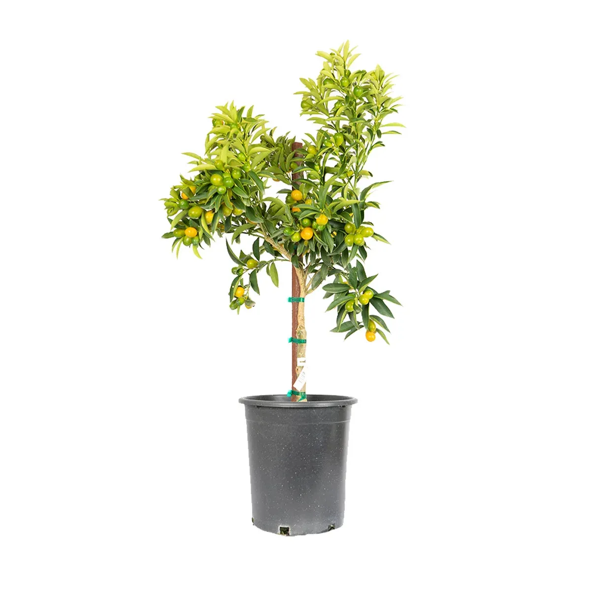  Kumthtquat Nagami Tree