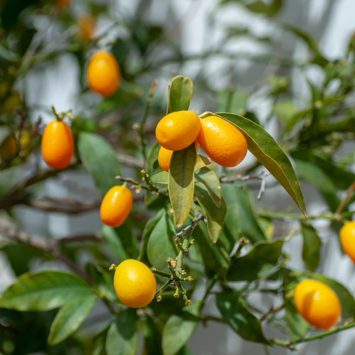 Kumthtquat Nagami Tree
