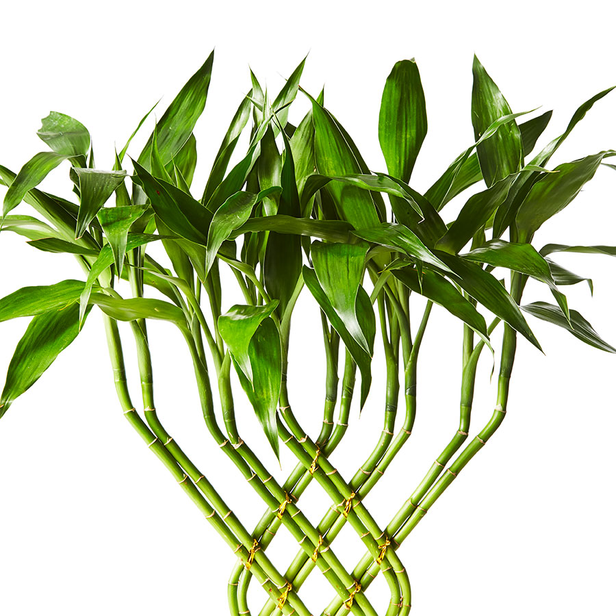 Lucky Bamboo Trellis