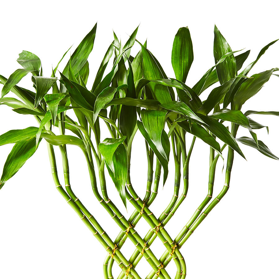 Lucky Bamboo Trellis
