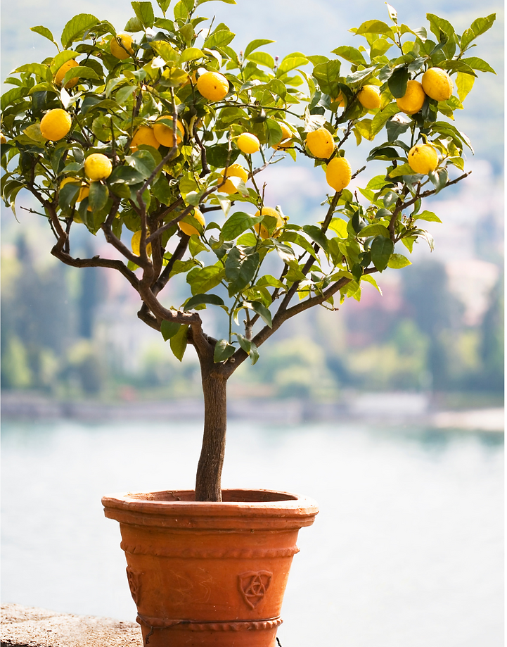 Meyer Lemon Tree | Trish'sTabebuiaSeeds