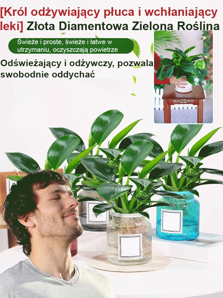 Złoty diament rośliny zielone【Król uzdrawiania płuc】