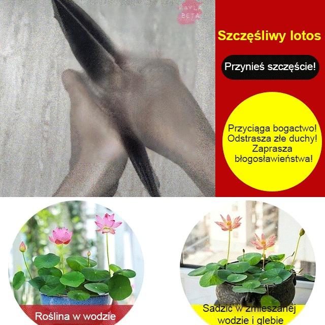 [Przeprowadzanie bogactwa]  Nasiona ozdobnego lotosu wodnego