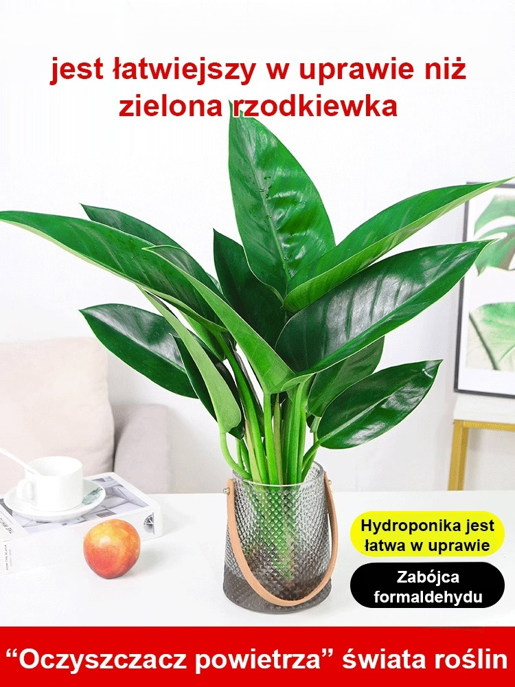 Złoty diament rośliny zielone【Król uzdrawiania płuc】