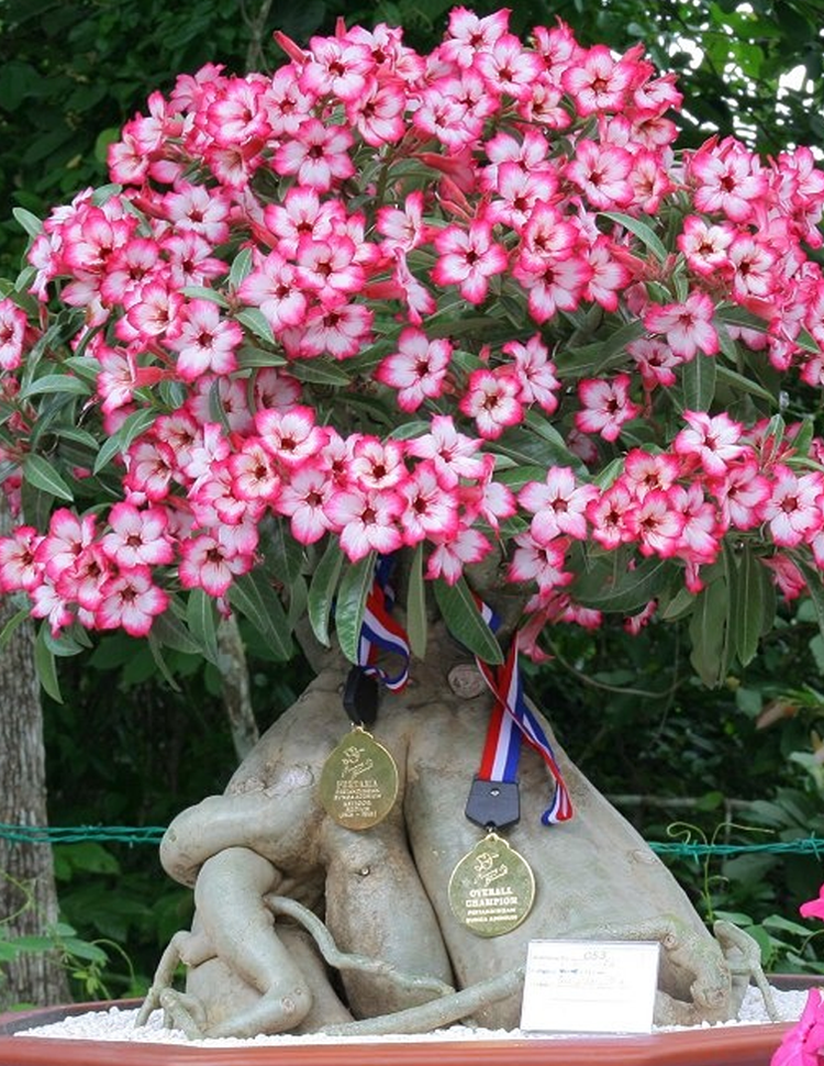 [Żyj 100 lat w wodzie] Cebule róży pustynnej