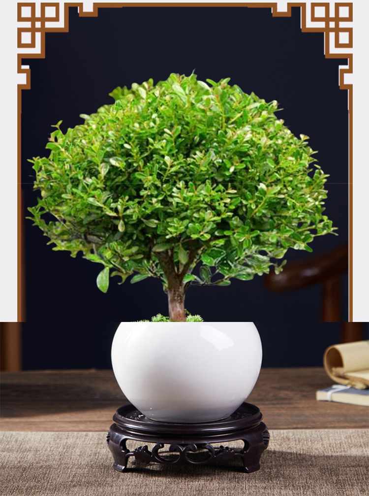 Nasiona Phoebe microphylla