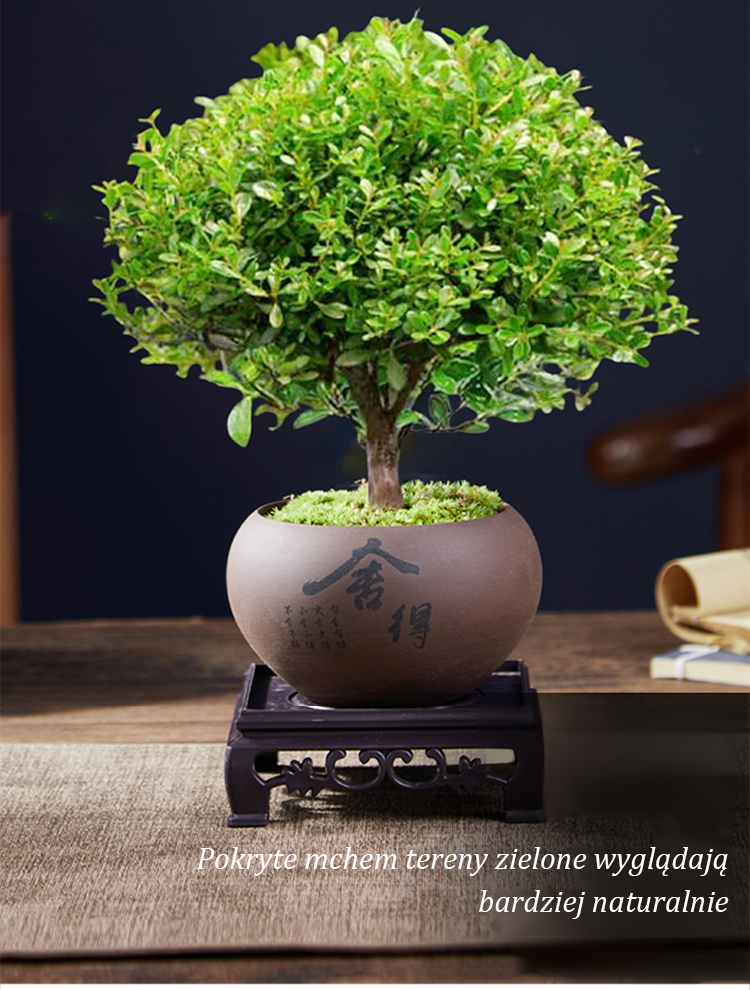 Nasiona Phoebe microphylla