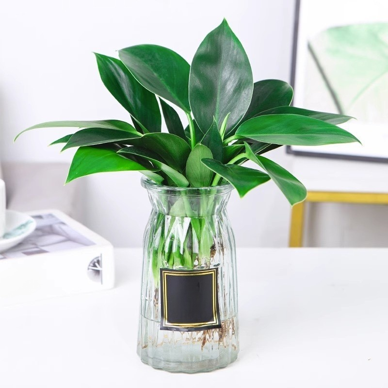 Złoty diament rośliny zielone【Król uzdrawiania płuc】