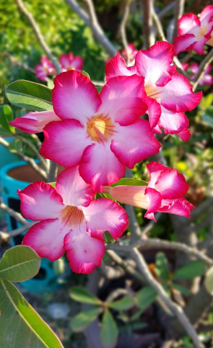 [Żyj 100 lat w wodzie] Cebule róży pustynnej