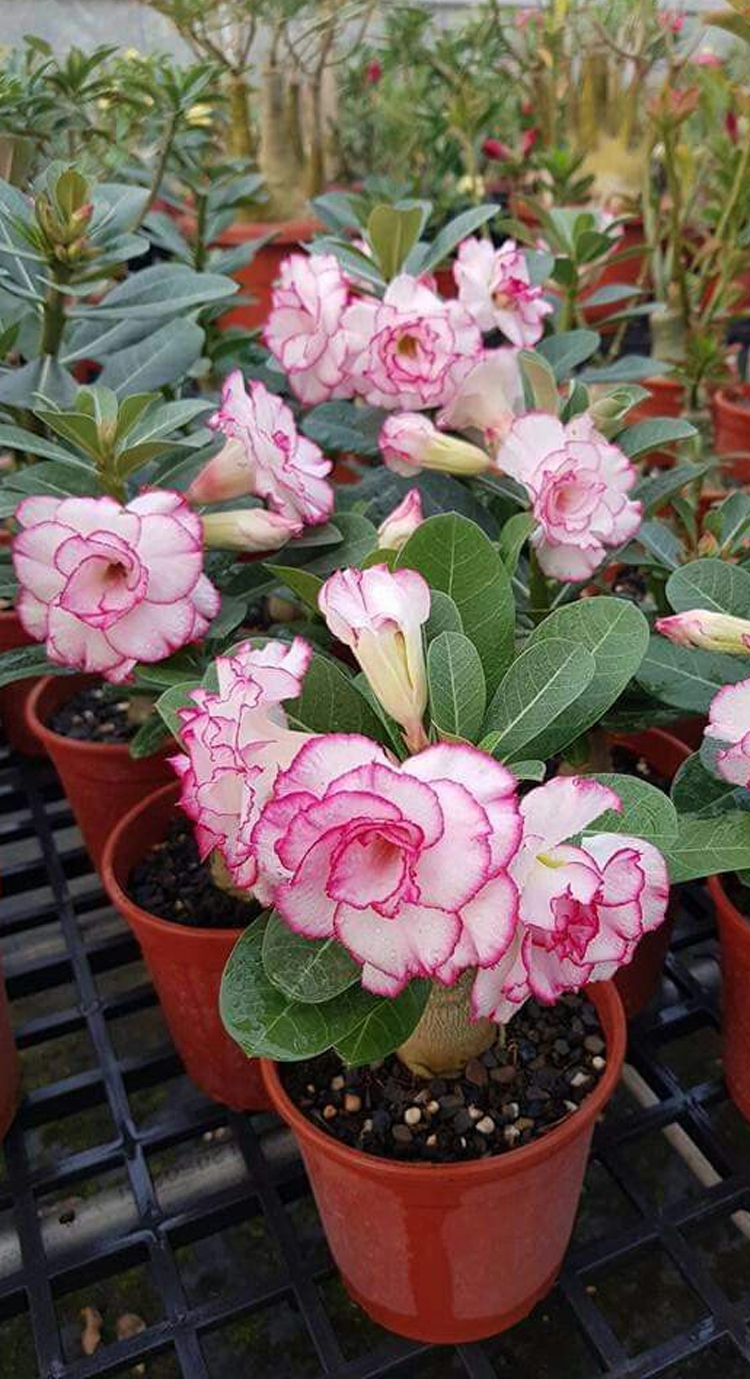 [Żyj 100 lat w wodzie] Cebule róży pustynnej