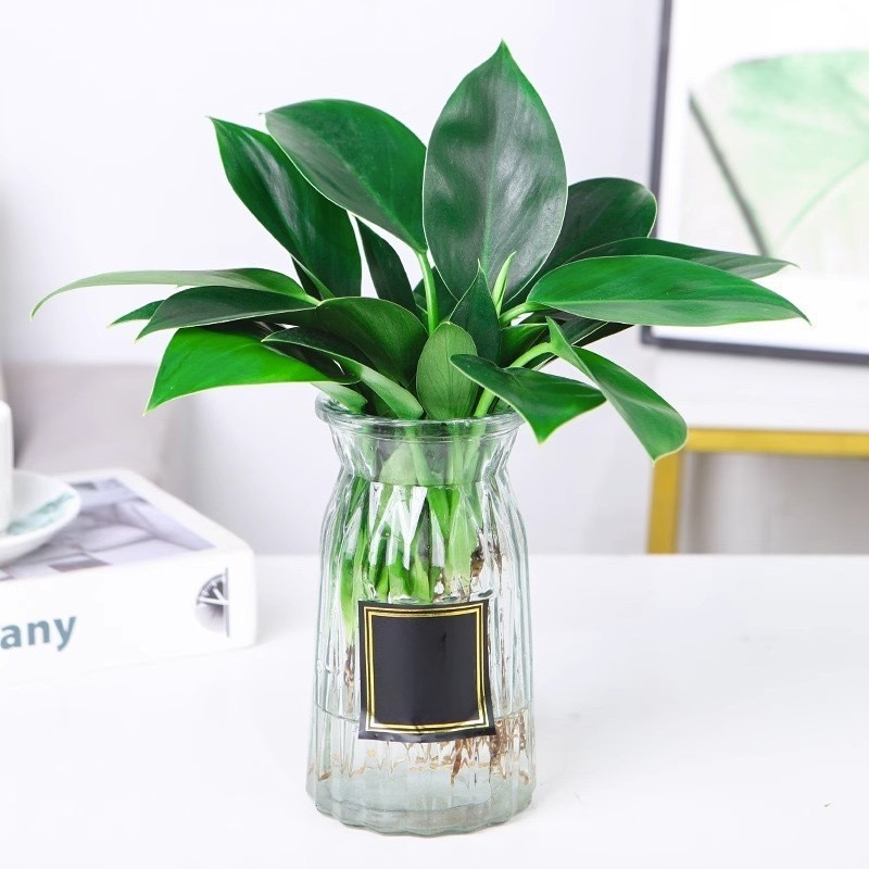 Złoty diament rośliny zielone【Król uzdrawiania płuc】