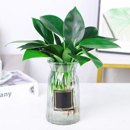 Złoty diament rośliny zielone【Król uzdrawiania płuc】