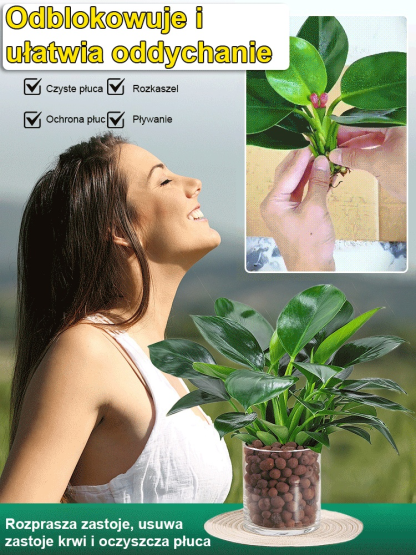 Złoty diament rośliny zielone【Król uzdrawiania płuc】