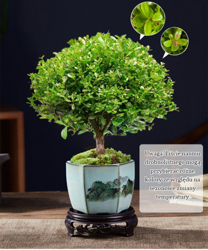 Nasiona Phoebe microphylla