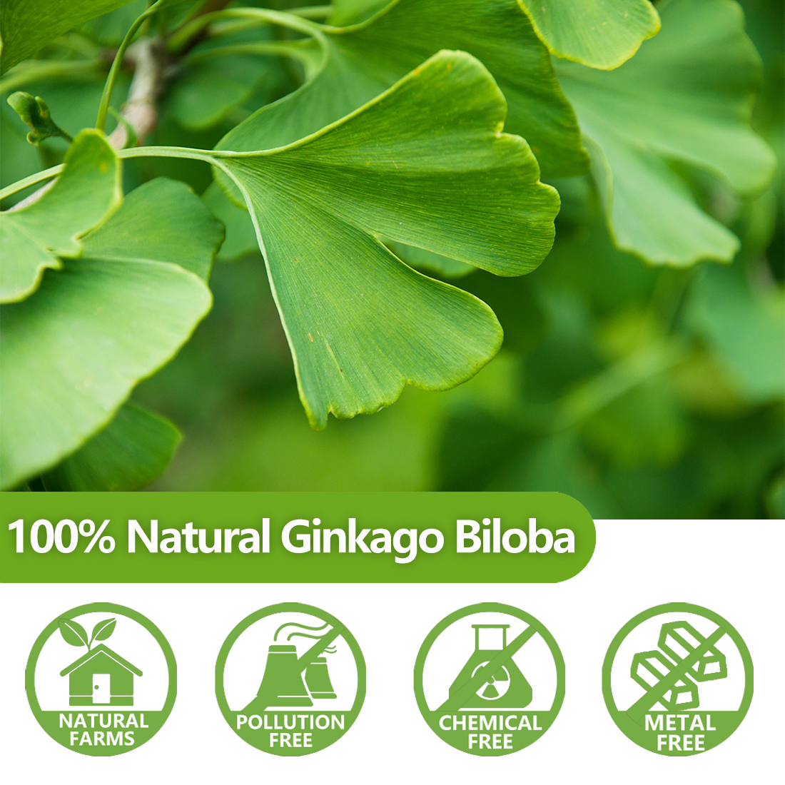 Premium 40 Ginkgo Biloba Tea Bags, Made with 100% Natural Ginkgo Biloba Leaves, No Additives & Caffeine Free.